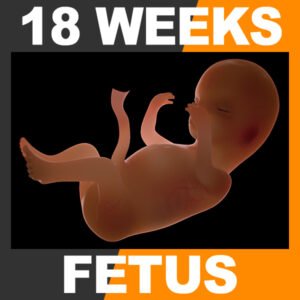 Human Fetus 18 Weeks
