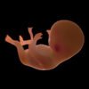 8548 Human Fetus 18 Weeks