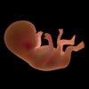 8549 Human Fetus 18 Weeks