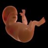 8550 Human Fetus 18 Weeks