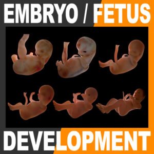 EmbryoFetusPack th001