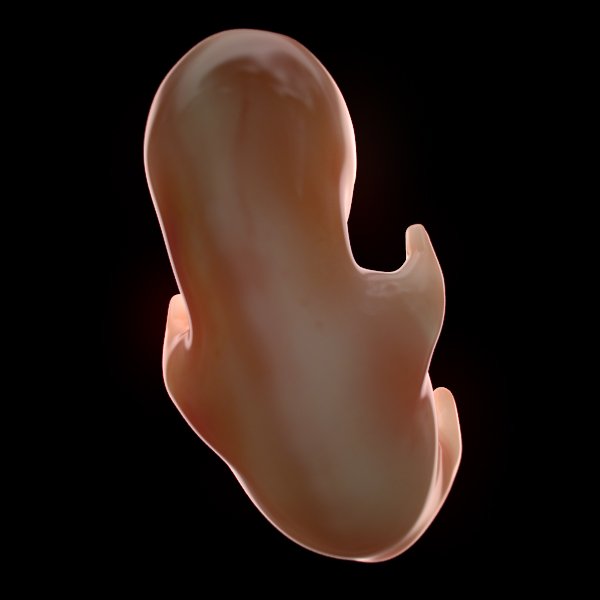 EmbryoFetusPack th008