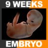 EmbryoFetusPack th013
