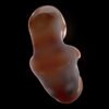 EmbryoFetusPack th019