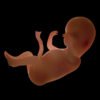 EmbryoFetusPack th036