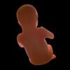 EmbryoFetusPack th052