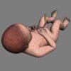 Fetus41W th010