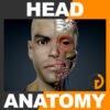 HeadAnatomy th001