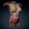 9646 Human Female Torso Anatomy