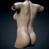 9655 Human Female Torso Anatomy