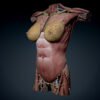 9666 Human Female Torso Anatomy
