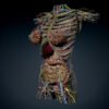 9667 Human Female Torso Anatomy