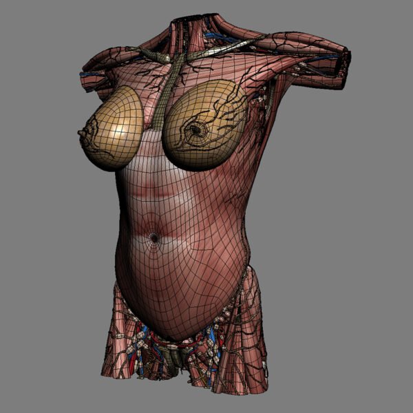 9676 Human Female Torso Anatomy