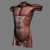 9677 Human Female Torso Anatomy