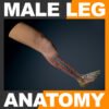 MaleLeg th001