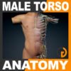 MaleTorso th001