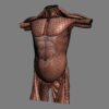 MaleTorso th035