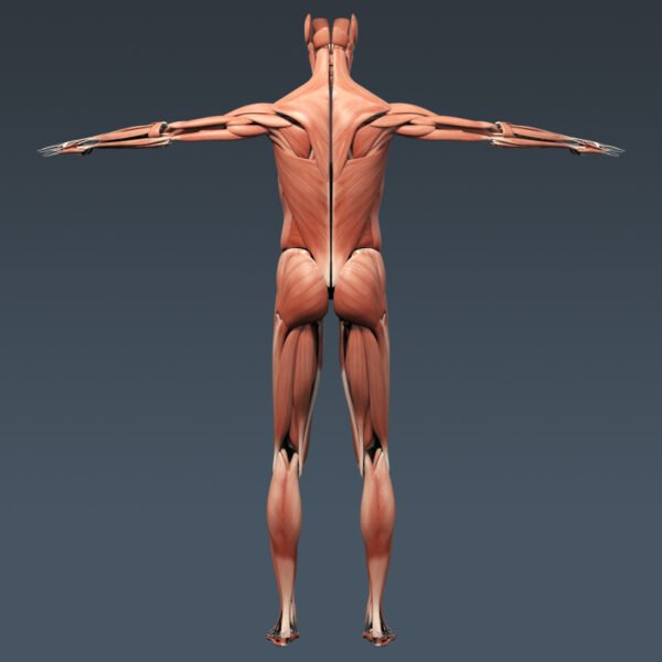 BodyMuscSkel th013