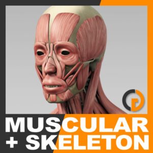 MuscularSkeletonSkel th001