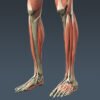 MuscularSkeletonSkel th012