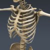 MuscularSkeletonSkel th025