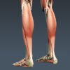MuscularSkeletonSkel th028