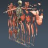 MuscularSkeletonSkel th030