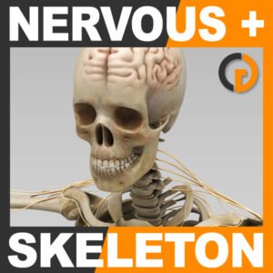 NervousSkeleton th001