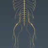 NervousSkeleton th010