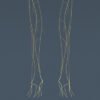 NervousSkeleton th012