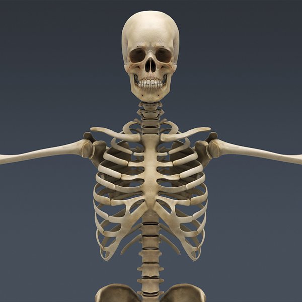 SkeletonC4DRigged th004