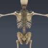 SkeletonC4DRigged th006