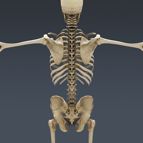 SkeletonC4DRigged th006