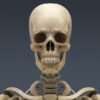 SkeletonC4DRigged th014