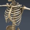SkeletonC4DRigged th015