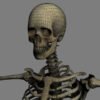 SkeletonC4DRigged th021
