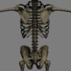SkeletonC4DRigged th023