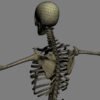 SkeletonC4DRigged th027