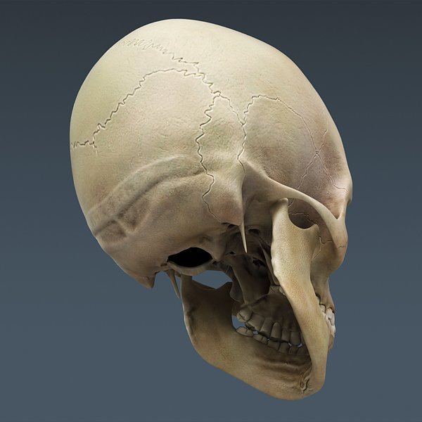 SkeletonMaxRigged th019