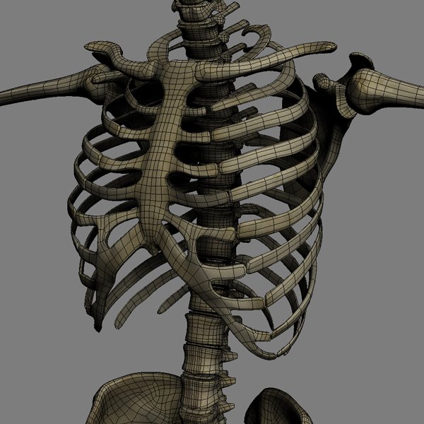 SkeletonMaxRigged th022
