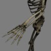 SkeletonMaxRigged th026