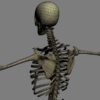 SkeletonMaxRigged th027