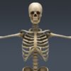 SkeletonMayaRigged th004