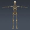 SkeletonMayaRigged th005