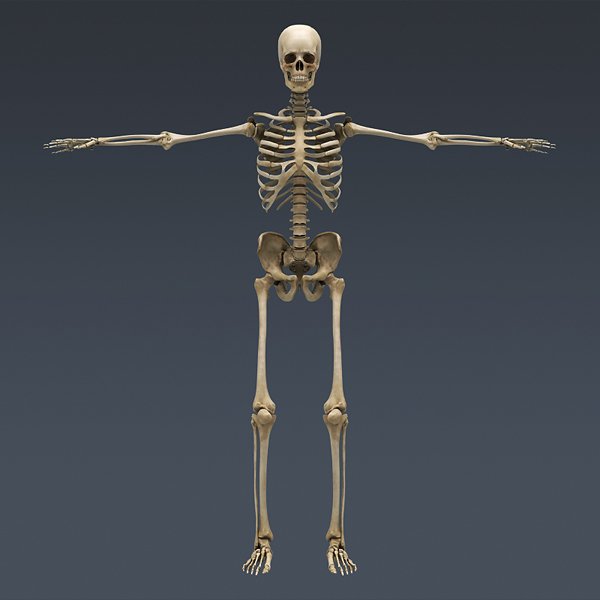 SkeletonMayaRigged th005