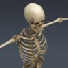 SkeletonMayaRigged th010
