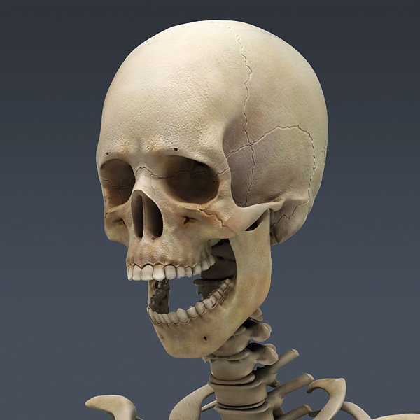 SkeletonMayaRigged th011