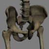 SkeletonMayaRigged th024